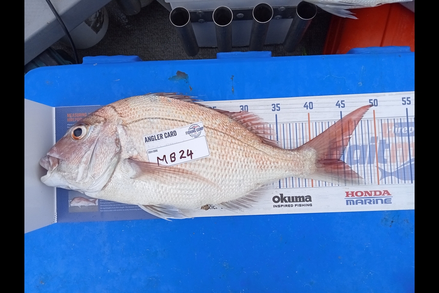 Peter Burbery caught this 44cm Snapper at Manawatu during The Hirepool Baitmates Fishing Comp
