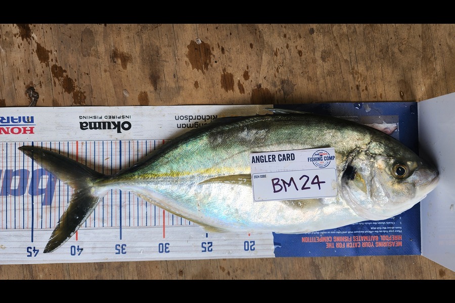 Myles Carson caught this 40.0cm Trevally at Wellington during The Hirepool Baitmates Fishing Comp