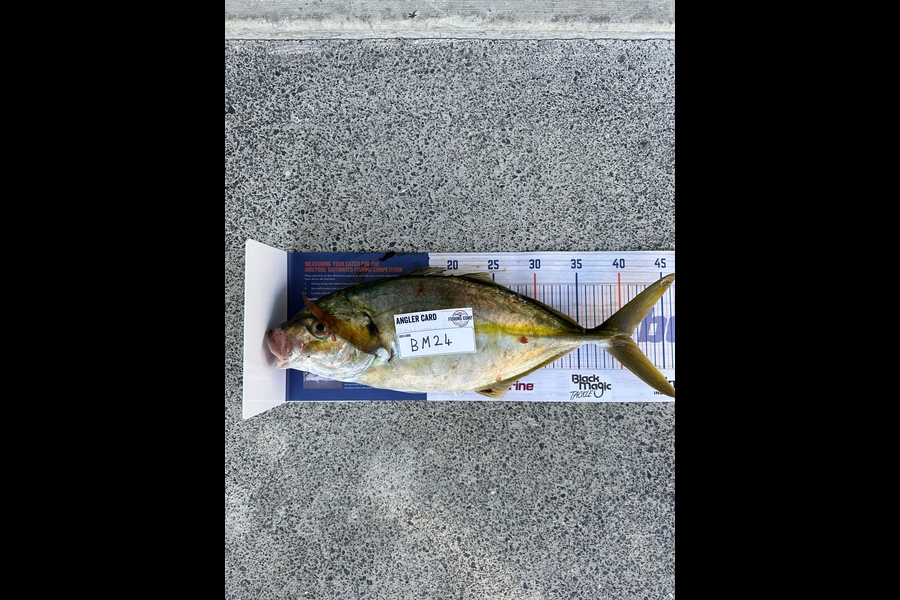 Jack Cranston caught this 41.0cm Trevally at Auckland during The Hirepool Baitmates Fishing Comp