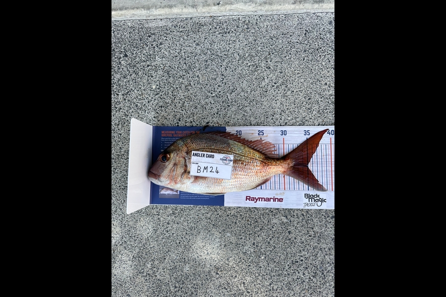 Jack Cranston caught this 34.5cm Snapper at Auckland during The Hirepool Baitmates Fishing Comp