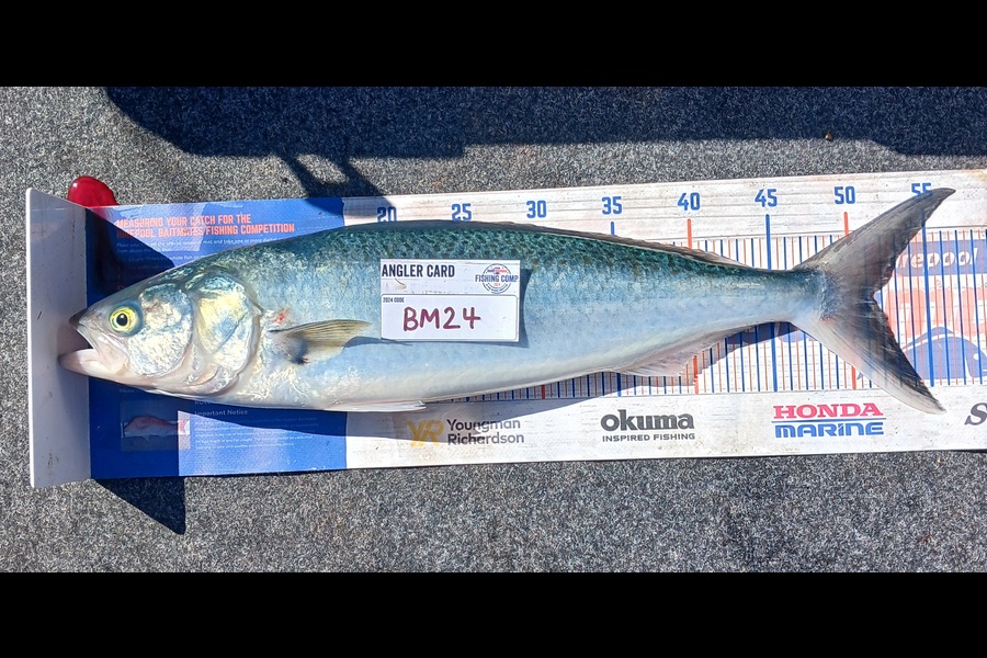 Sonia Dodds caught this 51.5cm Kahawai at Northland during The Hirepool Baitmates Fishing Comp