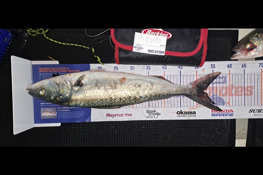 Dave Paul caught this 52.0cm Kahawai at Hawkes Bay during The Hirepool Baitmates Fishing Comp