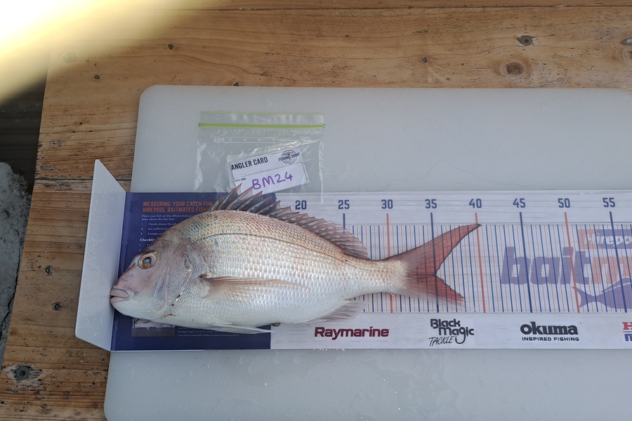 Dylan Ray caught this 35.0cm Snapper at Nelson/Marlborough during The Hirepool Baitmates Fishing Comp