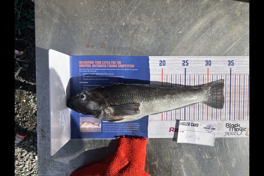 Douglas Hendry caught this 33.5cm Blue Cod at Southland during The Hirepool Baitmates Fishing Comp