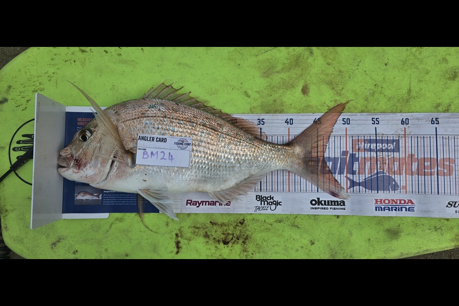 Peter Dunn caught this 46.0cm Snapper at Northland during The Hirepool Baitmates Fishing Comp