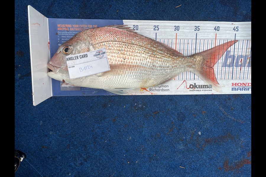 Reece Harvey caught this 39.5cm Snapper at Nelson/Marlborough during The Hirepool Baitmates Fishing Comp
