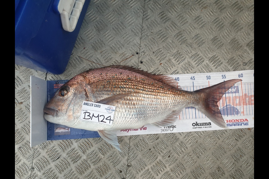 Kirsty Simmonds caught this 52.0cm Snapper at Bay of Plenty during The Hirepool Baitmates Fishing Comp