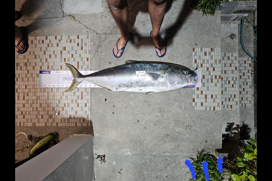 David  Douglas  caught this 127.5cm Kingfish at Wellington during The Hirepool Baitmates Fishing Comp