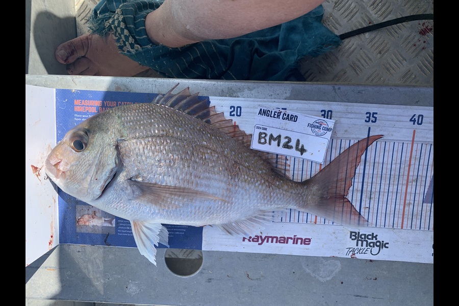 Lara Clarke caught this 33.0cm Snapper at Northland during The Hirepool Baitmates Fishing Comp