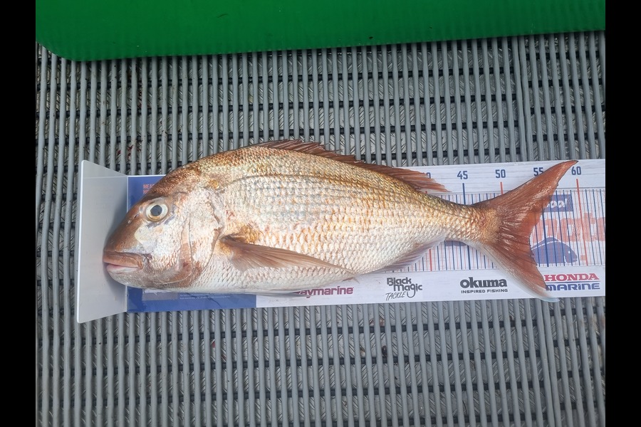Mark King caught this 53.0cm Snapper at Northland during The Hirepool Baitmates Fishing Comp