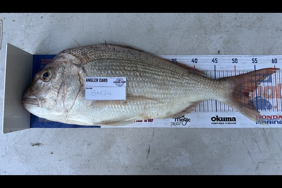 Potaua Farrell caught this 53.0cm Snapper at Coromandel during The Hirepool Baitmates Fishing Comp