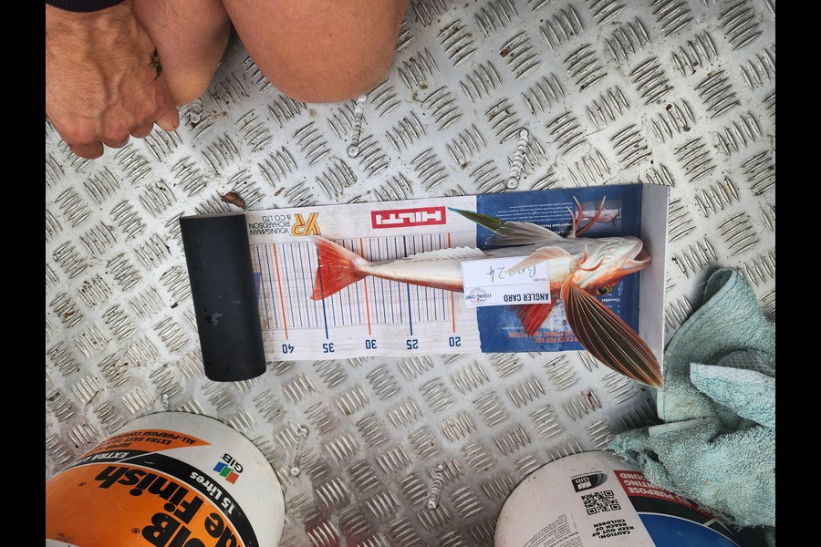 Bo Rawlinson caught this 35.0cm Gurnard at Wellington during The Hirepool Baitmates Fishing Comp