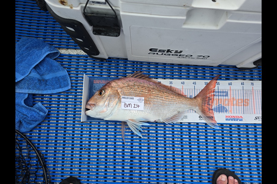 Damo Dalton caught this 52.0cm Snapper at Auckland during The Hirepool Baitmates Fishing Comp