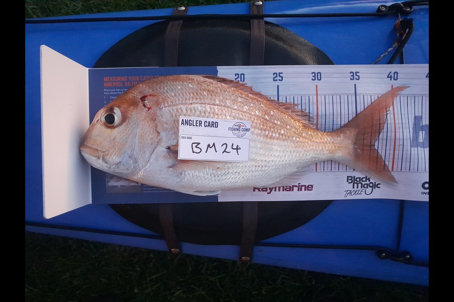 Calvin Smith caught this 37.5cm Snapper at Coromandel during The Hirepool Baitmates Fishing Comp