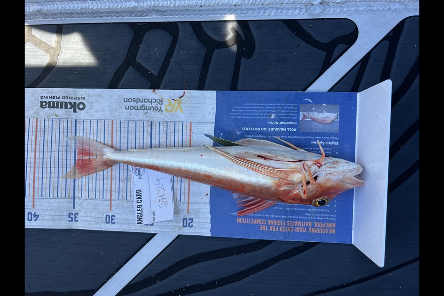 Charles  Peters caught this 34.5cm Gurnard at Bay of Plenty during The Hirepool Baitmates Fishing Comp