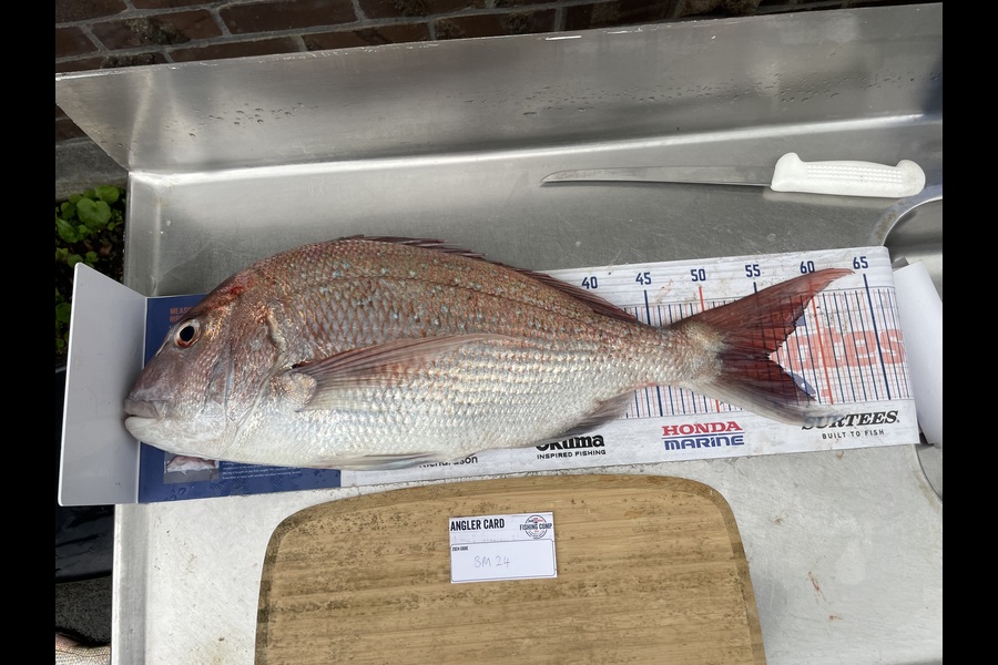 Jack Ogden caught this 55.0cm Snapper at Taranaki during The Hirepool Baitmates Fishing Comp
