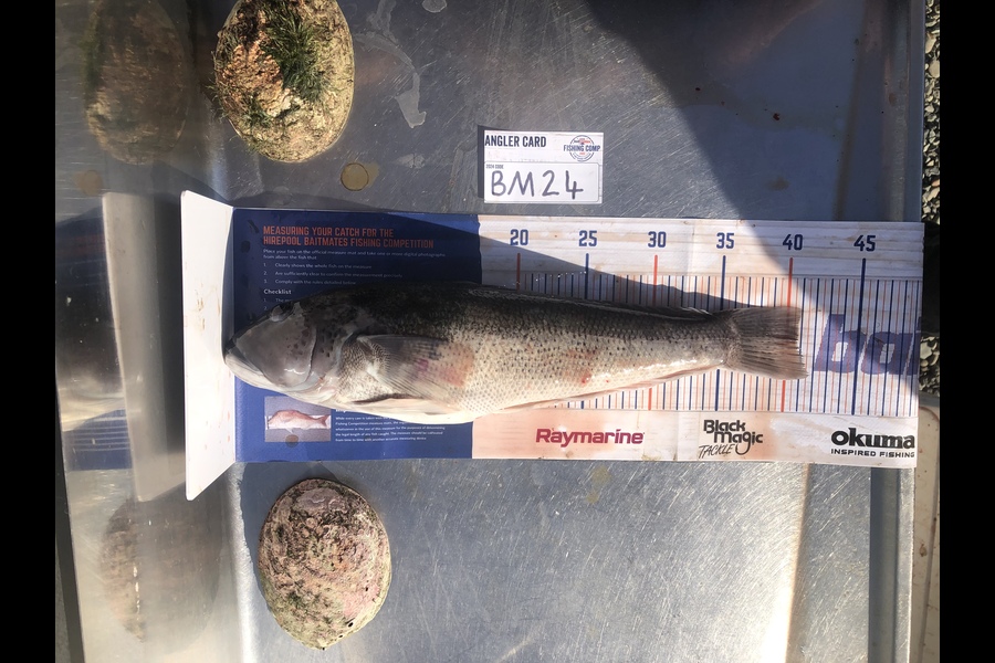 Alex Thomson caught this 41.0cm Blue Cod at Southland during The Hirepool Baitmates Fishing Comp