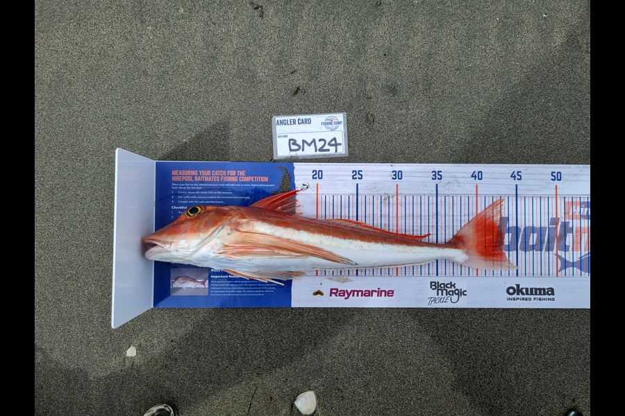 Danny Guirdham caught this 43.0cm Gurnard at Wellington during The Hirepool Baitmates Fishing Comp