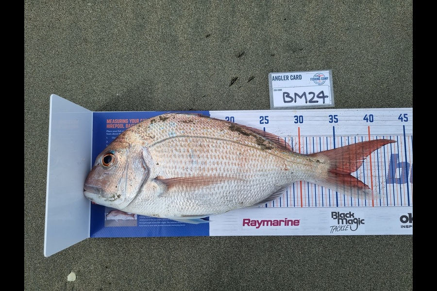 Danny Guirdham caught this 37.0cm Snapper at Wellington during The Hirepool Baitmates Fishing Comp