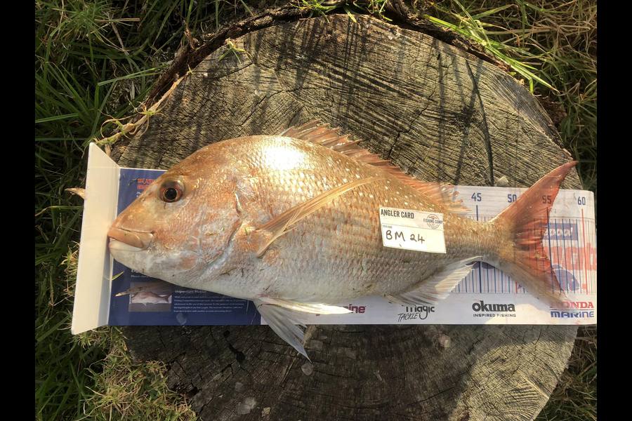 Steph Sadler caught this 54.0cm Snapper at Taranaki during The Hirepool Baitmates Fishing Comp