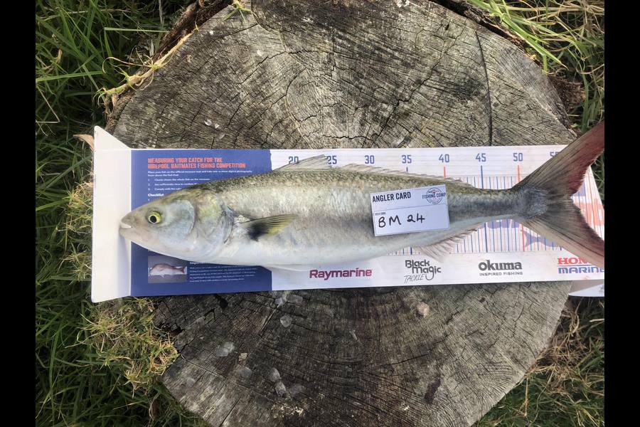 Steph Sadler caught this 55.5cm Kahawai at Taranaki during The Hirepool Baitmates Fishing Comp