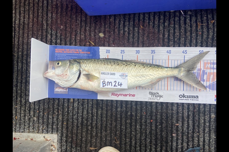 James Beattie caught this 45.0cm Kahawai at Waikato during The Hirepool Baitmates Fishing Comp