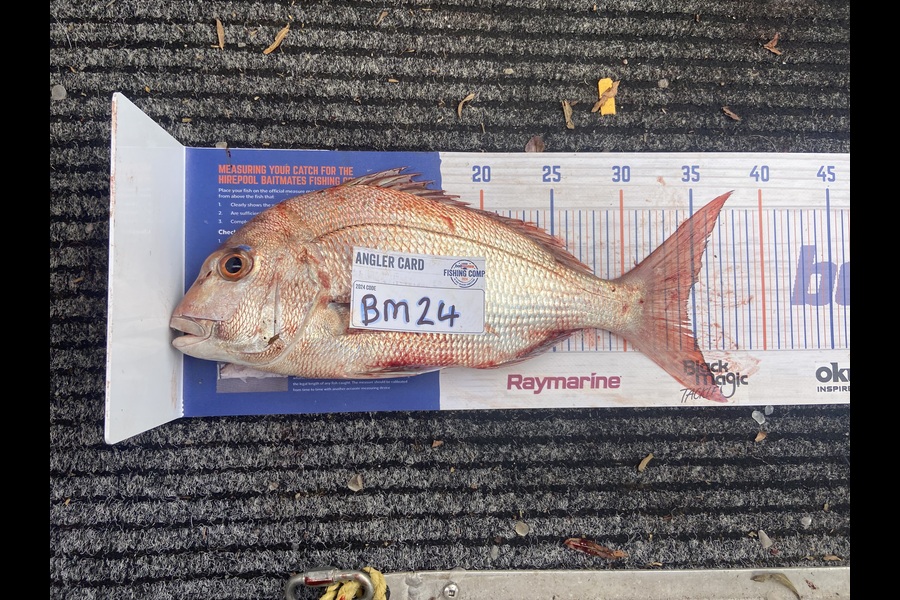 Heidi Beattie caught this 34.0cm Snapper at Waikato during The Hirepool Baitmates Fishing Comp