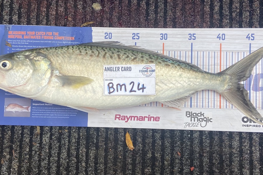 Lincoln Beattie caught this 43cm Kahawai at Waikato during The Hirepool Baitmates Fishing Comp