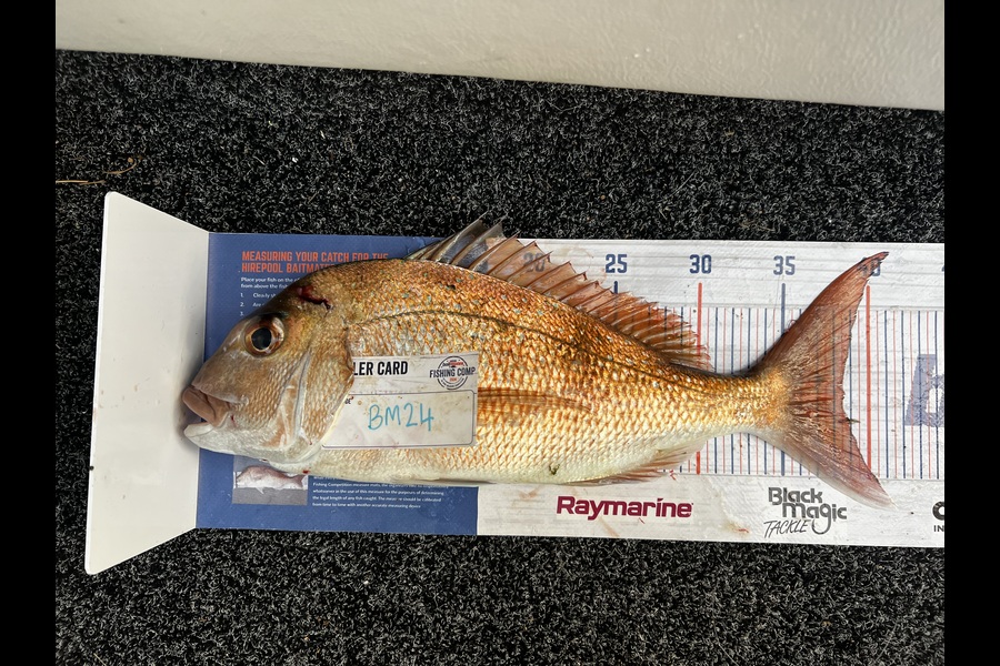 Jayden Buckingham caught this 38.5cm Snapper at Auckland during The Hirepool Baitmates Fishing Comp