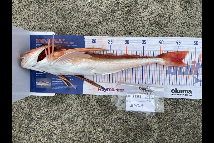 Rodney Owen caught this 46.0cm Gurnard at Wellington during The Hirepool Baitmates Fishing Comp