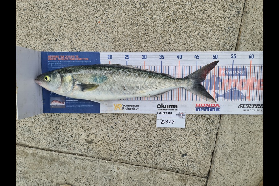 Scott Bassett caught this 46.0cm Kahawai at Wellington during The Hirepool Baitmates Fishing Comp