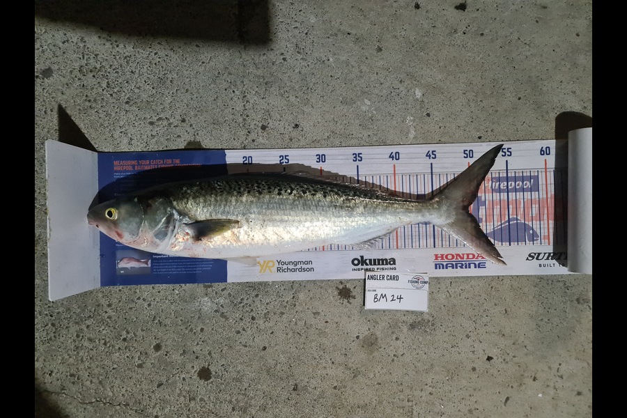 Scott Bassett caught this 49.5cm Kahawai at Wellington during The Hirepool Baitmates Fishing Comp