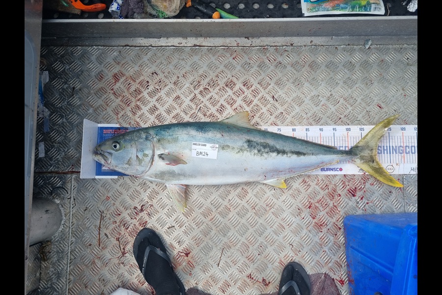 Jayden Emtage caught this 110.5cm Kingfish at Northland during The Hirepool Baitmates Fishing Comp