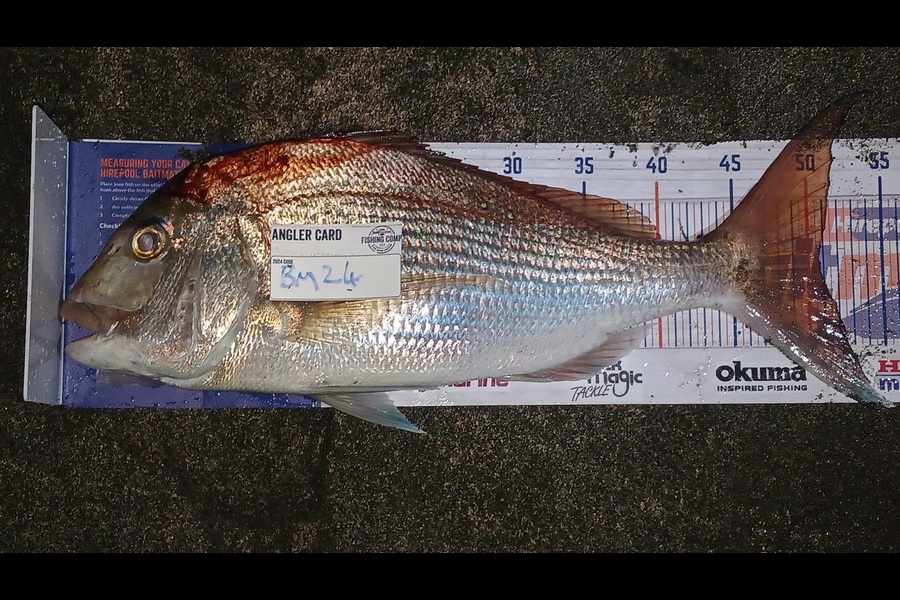 Darren Kilkolly caught this 51.0cm Snapper at Auckland during The Hirepool Baitmates Fishing Comp
