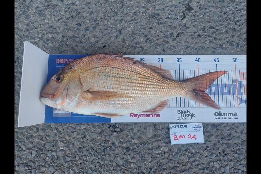 Glenn Audas caught this 41.0cm Snapper at Bay of Plenty during The Hirepool Baitmates Fishing Comp