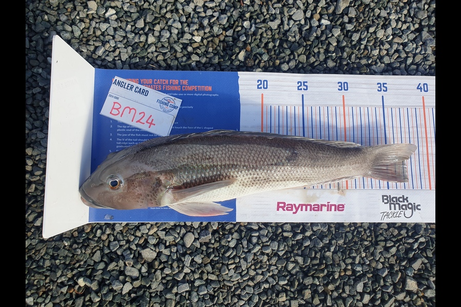 Rodney Niven caught this 37.0cm Blue Cod at Wellington during The Hirepool Baitmates Fishing Comp