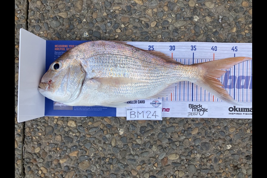 Tony Van Tiel caught this 41.0cm Snapper at Coromandel during The Hirepool Baitmates Fishing Comp