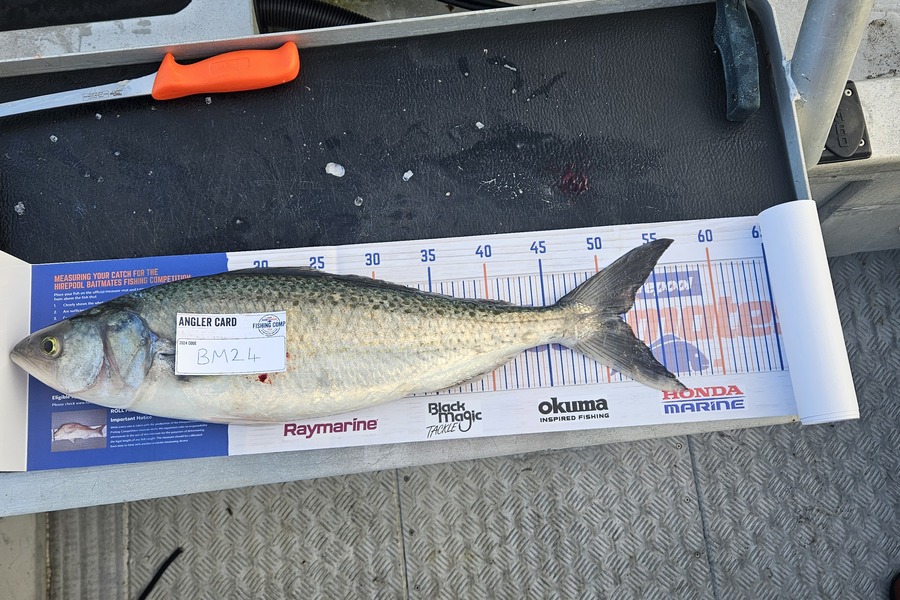 Payton Mcdonald caught this 52.0cm Kahawai at Bay of Plenty during The Hirepool Baitmates Fishing Comp