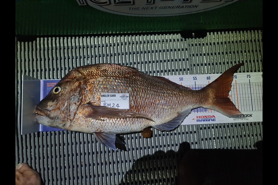 Barrie Doel caught this 66.5cm Snapper at Northland during The Hirepool Baitmates Fishing Comp