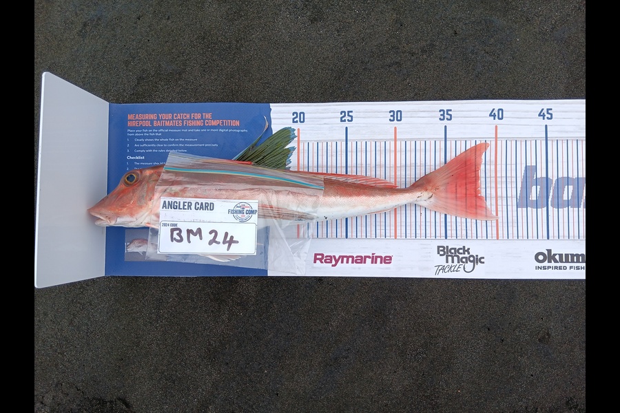 Richard Cash caught this 38.5cm Gurnard at Manawatu during The Hirepool Baitmates Fishing Comp