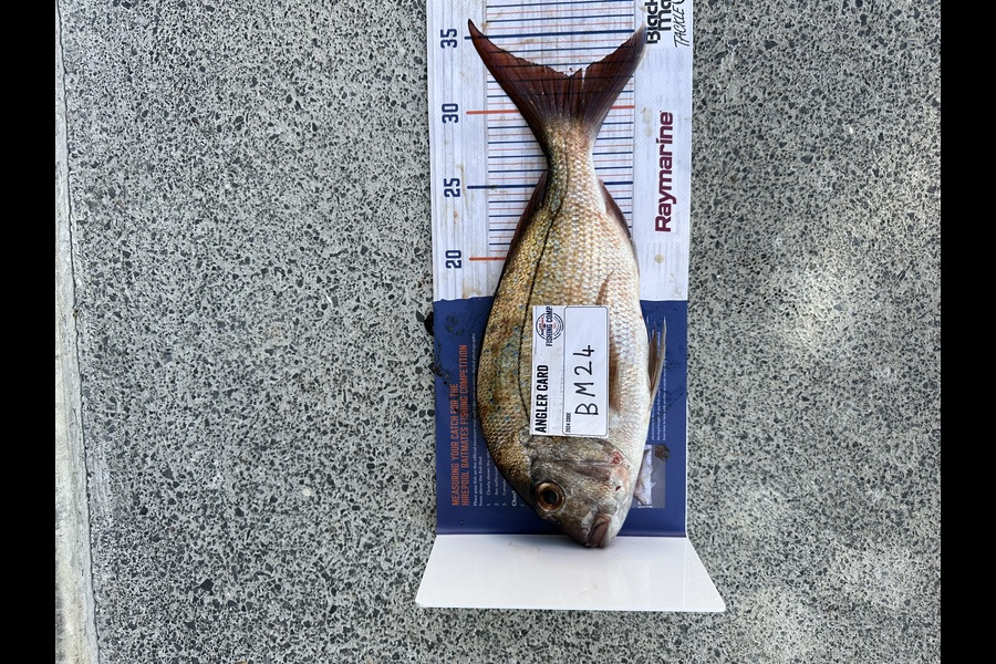 Jack Cranston caught this 32.0cm Snapper at Auckland during The Hirepool Baitmates Fishing Comp