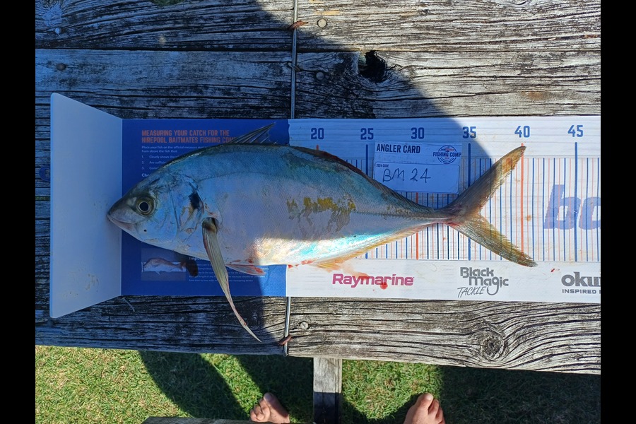 Campbell Neil caught this 36.0cm Trevally at Coromandel during The Hirepool Baitmates Fishing Comp