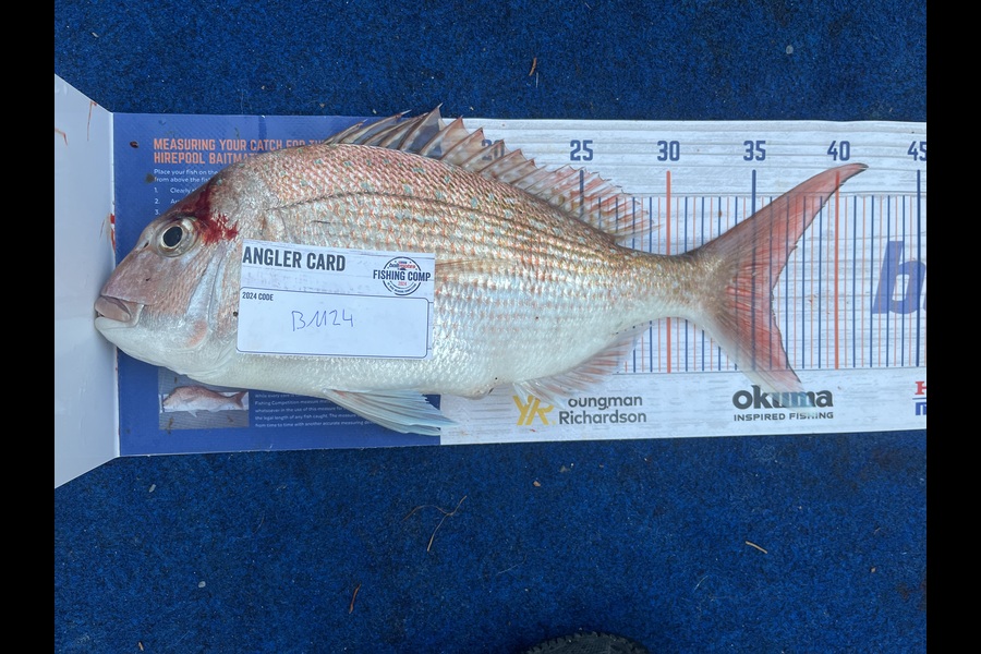 Reece Harvey caught this 36.0cm Snapper at Nelson/Marlborough during The Hirepool Baitmates Fishing Comp