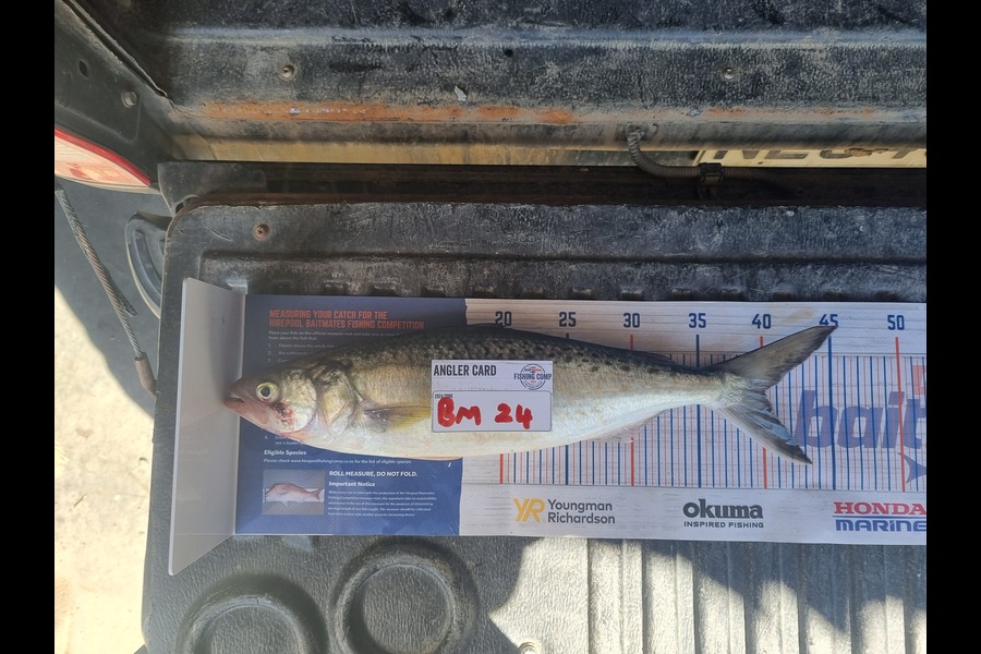 Mark King caught this 40.0cm Kahawai at Northland during The Hirepool Baitmates Fishing Comp
