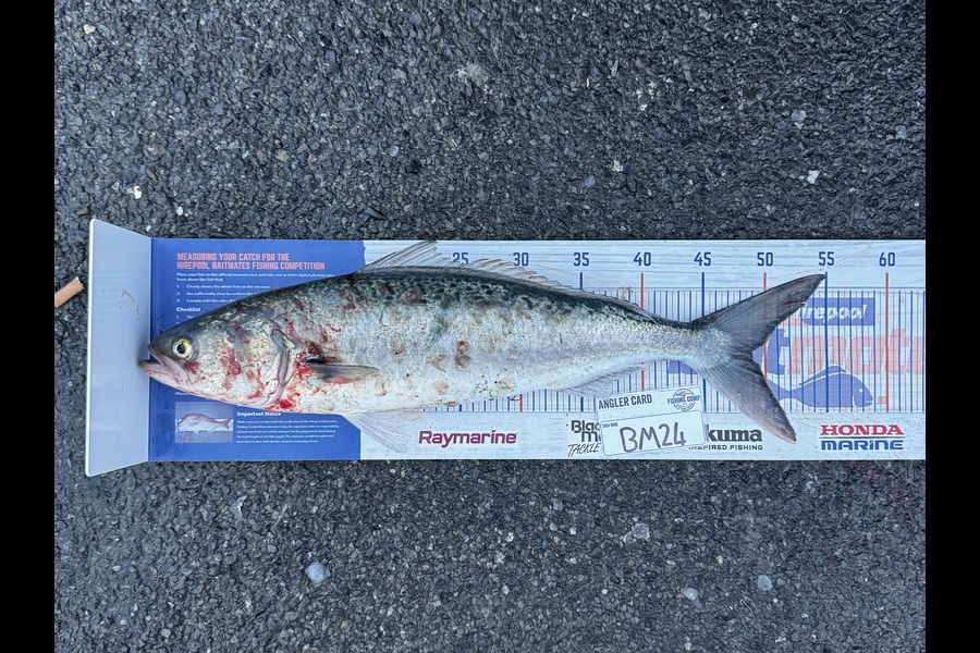 Brodie Sullivan-Richards caught this 49.0cm Kahawai at Manawatu during The Hirepool Baitmates Fishing Comp