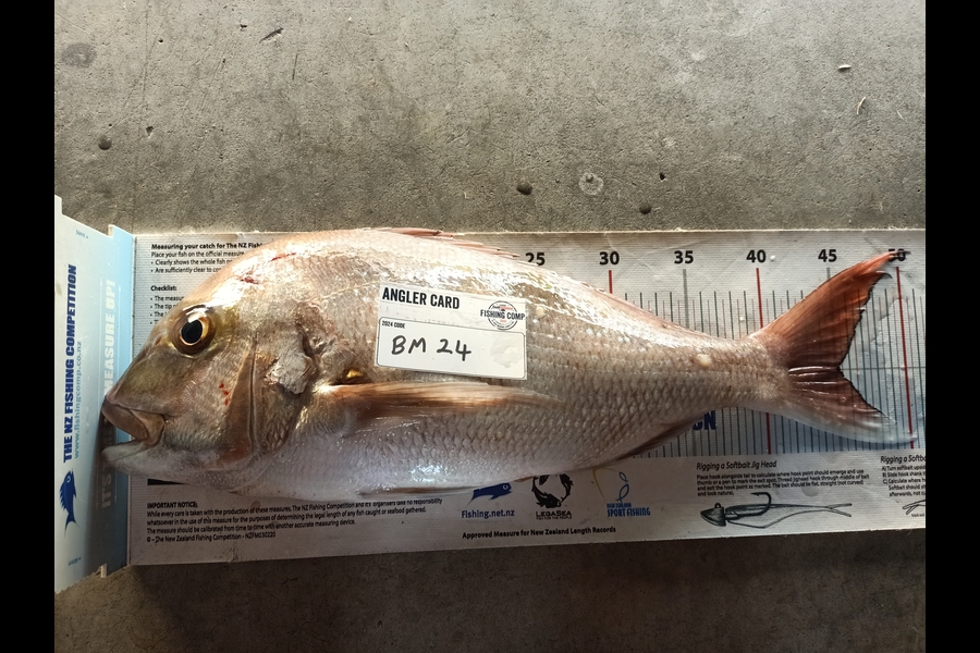 Nicole  Frood caught this 45.0cm Snapper at Northland during The Hirepool Baitmates Fishing Comp