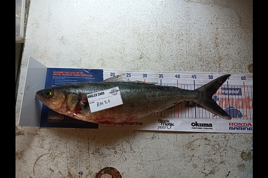 Mathew Jordan caught this 50.0cm Kahawai at Coromandel during The Hirepool Baitmates Fishing Comp