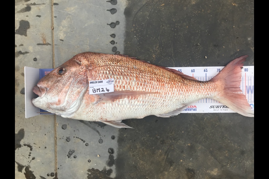 Tereza Pitt caught this 77.5cm Snapper at Northland during The Hirepool Baitmates Fishing Comp