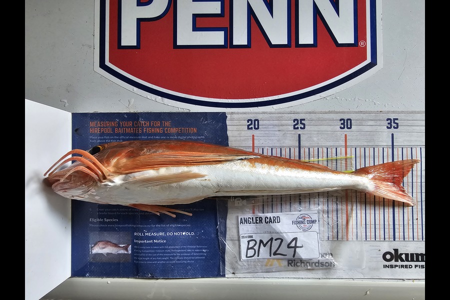 Troy Rae-Royle caught this 35.5cm Gurnard at Auckland during The Hirepool Baitmates Fishing Comp