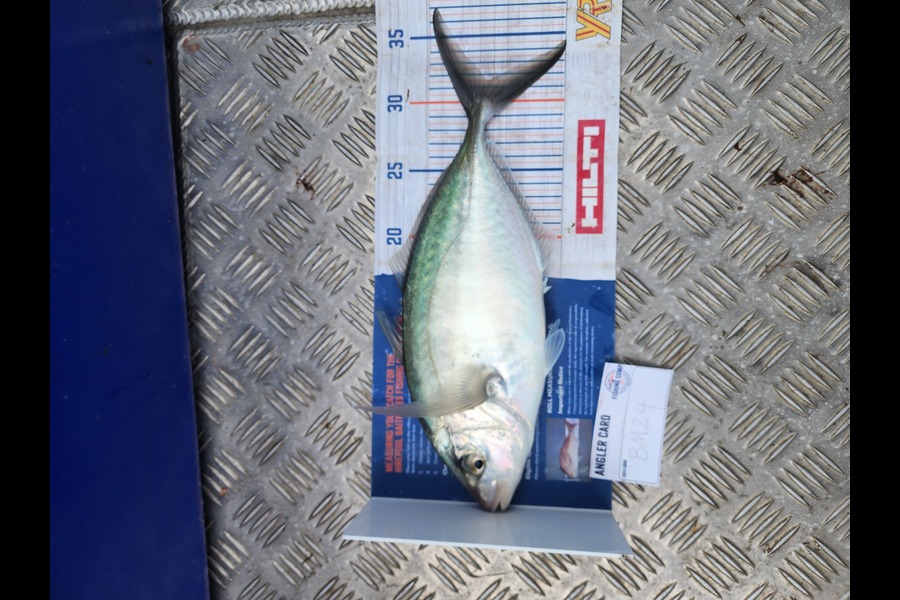 Sarel Joubert caught this 31.5cm Trevally at Northland during The Hirepool Baitmates Fishing Comp